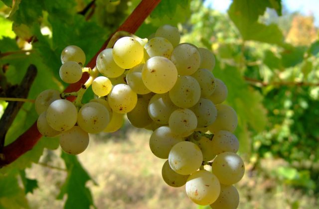 Il Vermentino di Gallura: come gustarlo